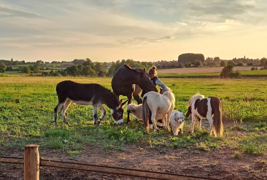 Opstellingen met paarden voor mama's